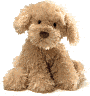 Product Image. Title: Nayla Cockapoo