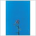 Joanna Newsom & the Ys Street Band EP by Joanna Newsom: CD Cover