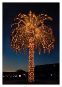 Product Image. Title: CHRISTMAS PALM TREE CHRISTMAS BOXED CARD
