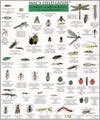 Macs Field Guides Northeast Garden Bugs