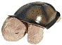 Product Image. Title: Twilight Turtle