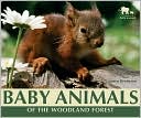 Baby Animals of the Woodland Forest