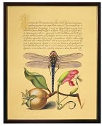 Product Image. Title: Dragonfly & Carnation Framed Print