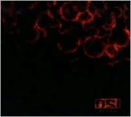 Blood [Limited Edition 2-CD] by O.S.I.: CD Cover
