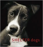 Shelter Dogs