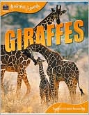 Giraffes