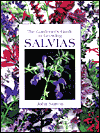 The Gardener's Guide To Growing Salvias