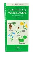 Pocket Naturalist Utah Trees Wildflowers An Introduction to Familia