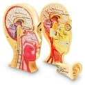 Product Image. Title: Cross-Section Human Head Model