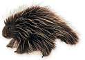 Product Image. Title: Porcupine Puppet