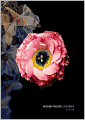 Book Cover Image. Title: Crooked: An Album, Author: by Kristin  Hersh