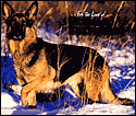 2004 for the Love of German Shepherds Deluxe Wall Calendar