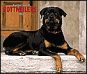 2004 for the Love of Rottweilers Deluxe Wall Calendar