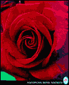 Ultimate Rose