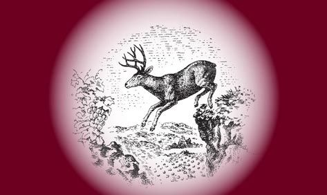 After The Escape Sharon Olds On Stag S Leap The Barnes Noble