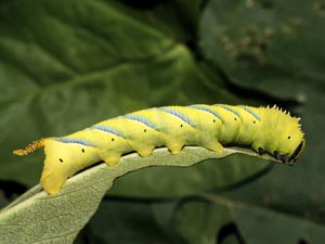 Death's-head Hawk-moth Caterpillar (credit: David G. Green/Butterfly Conservation).JPG