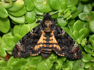 Death's-head Hawk-moth (credit: Leslie J. Hill/Butterfly Conservation)