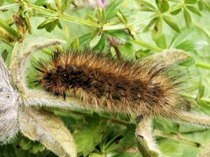 Garden Tiger Caterpillar (credit: David G. Green/Butterfly Conservation)