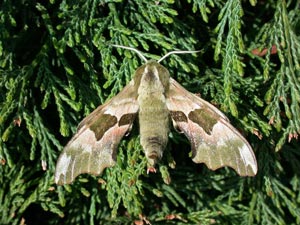 Lime Hawk-moth (credit Leslie J. Hill-Butterfly Conservation)