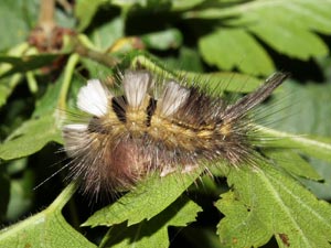 Pale Tussock Caterpillar (credit: David G. Green/Butterfly Conservation)