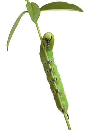 Privet Hawk-moth Caterpillar