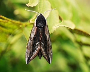 Privet Hawk-moth