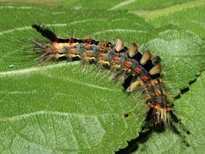 Vapourer Caterpillar (credit: David G. Green/Butterfly Conservation)